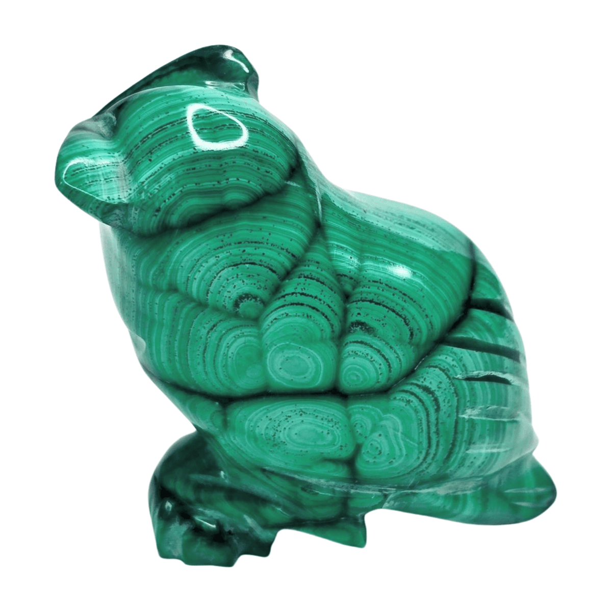 Malachite Owl