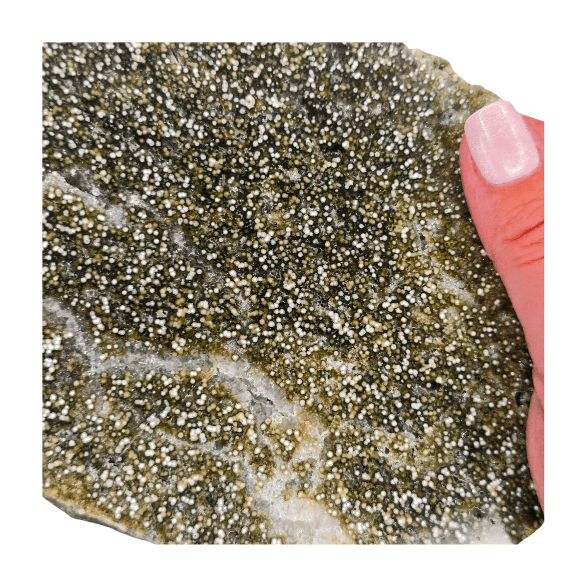 Oolitic Limestone Polished Slice