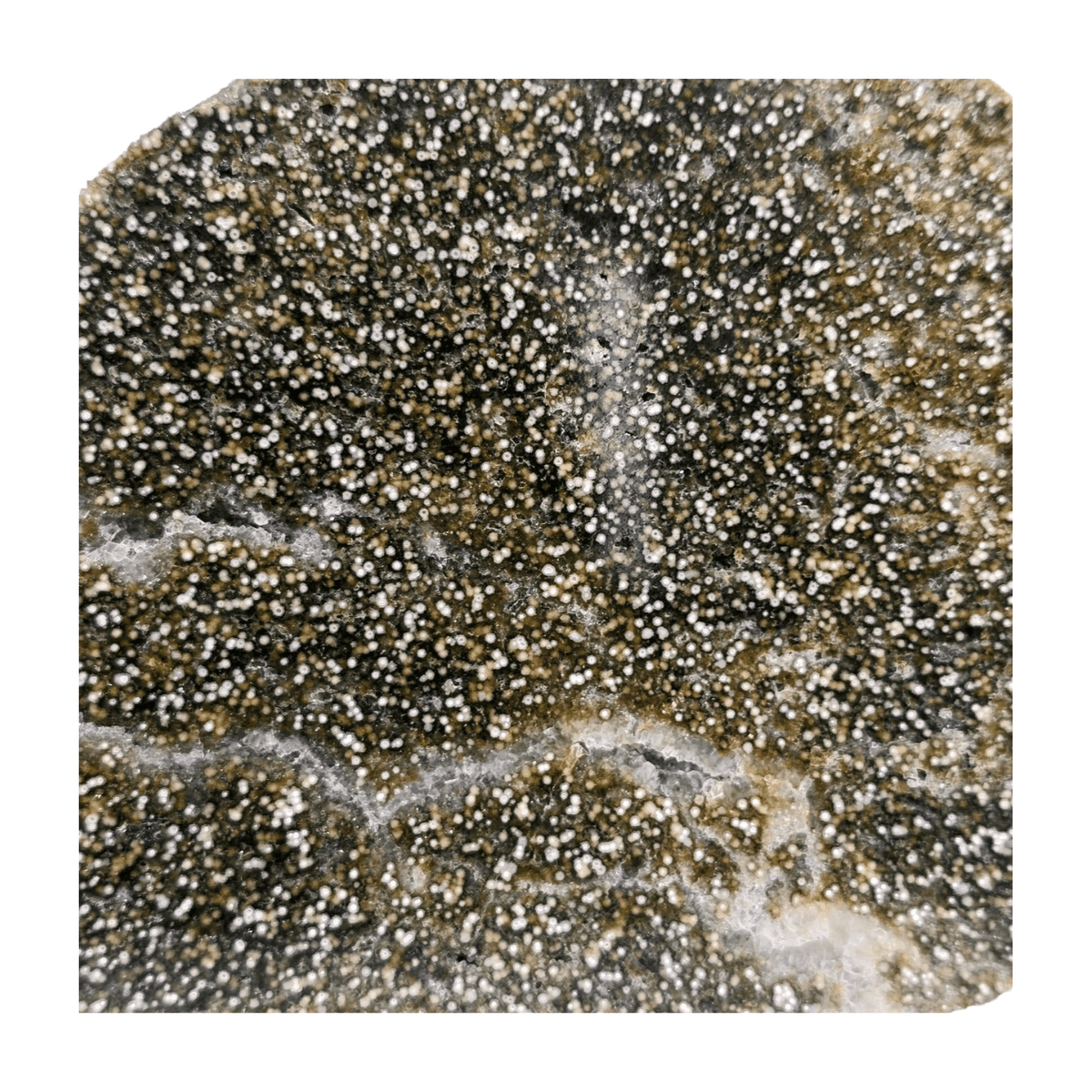 Oolitic Limestone Polished Slice