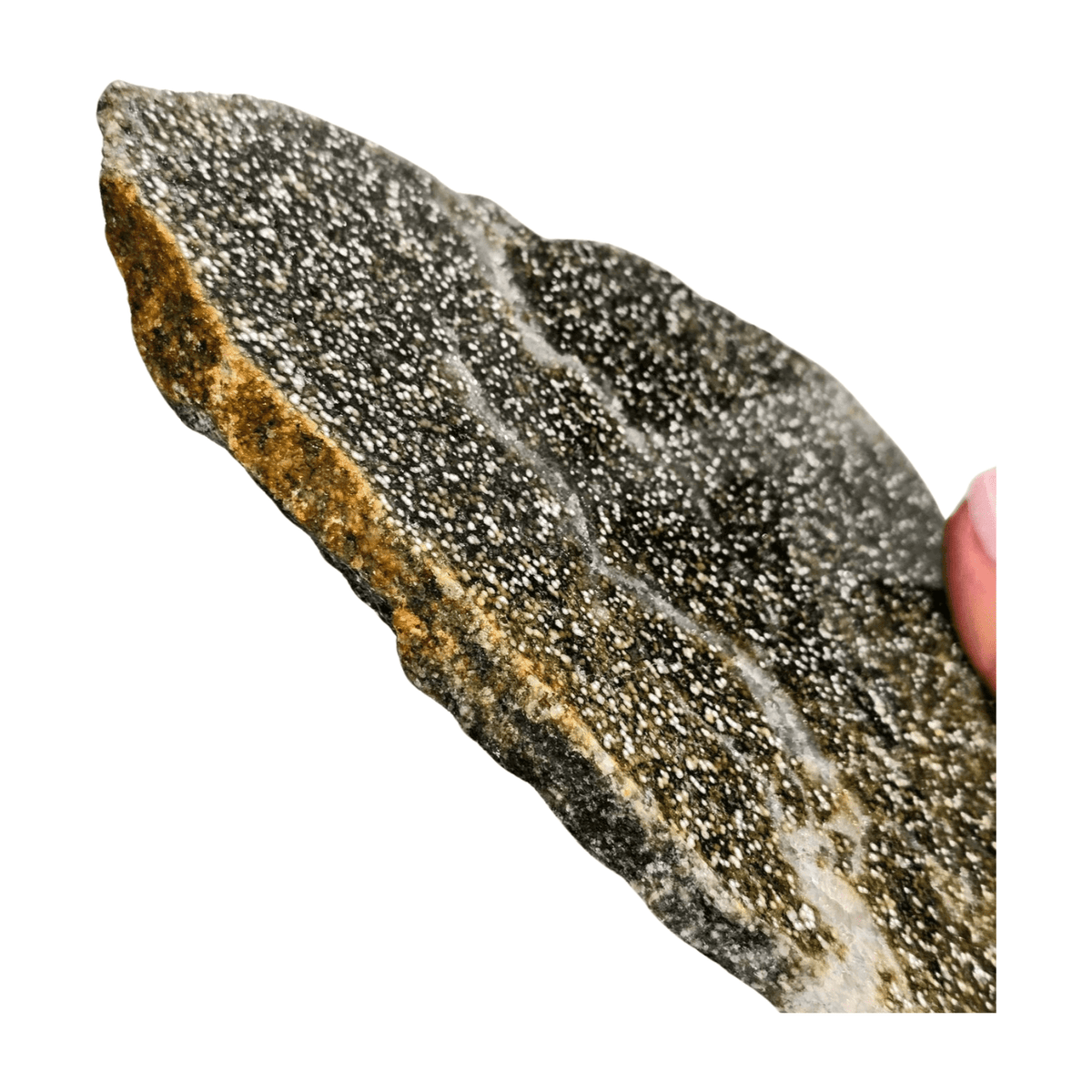 Oolitic Limestone Polished Slice