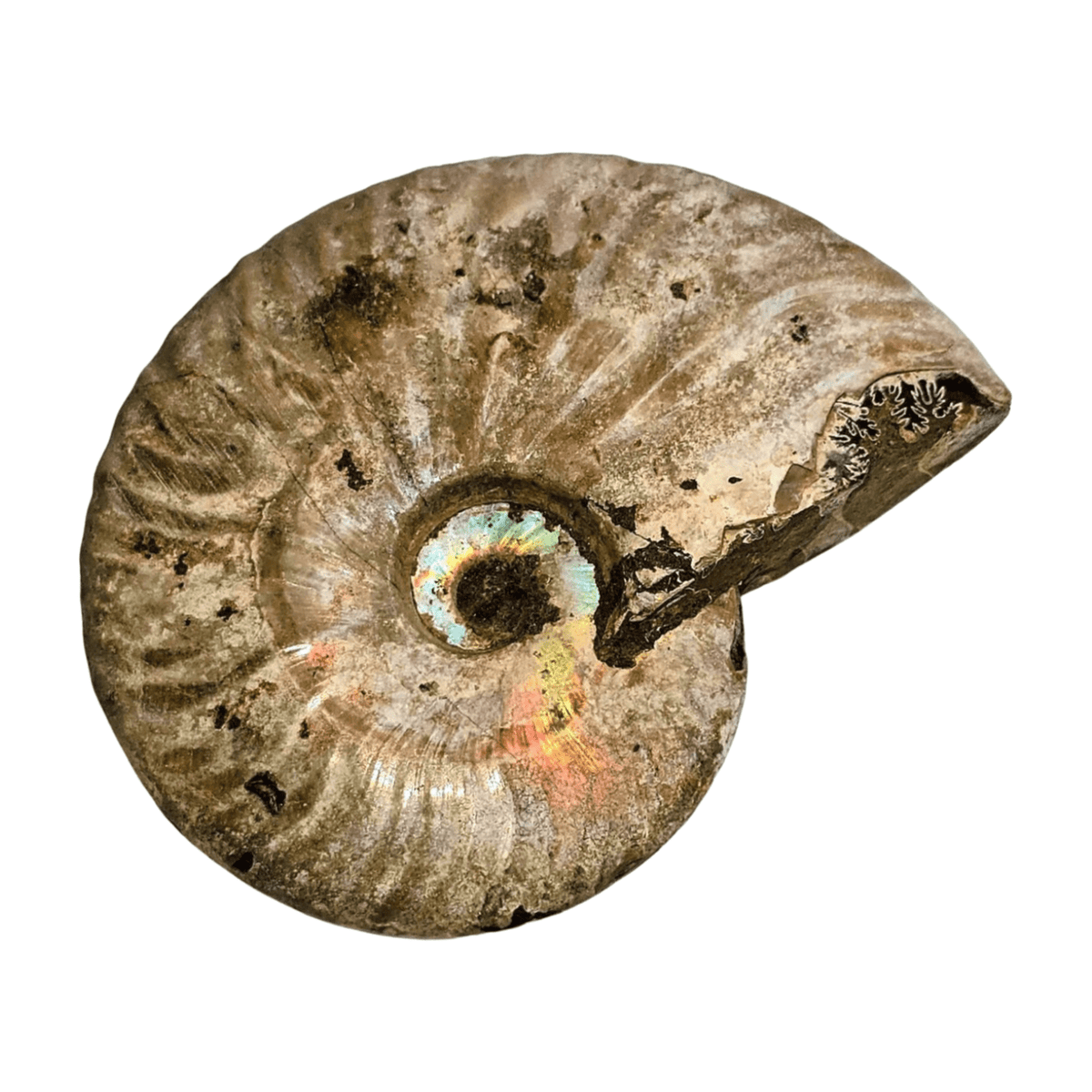 Pearlized Ammonite