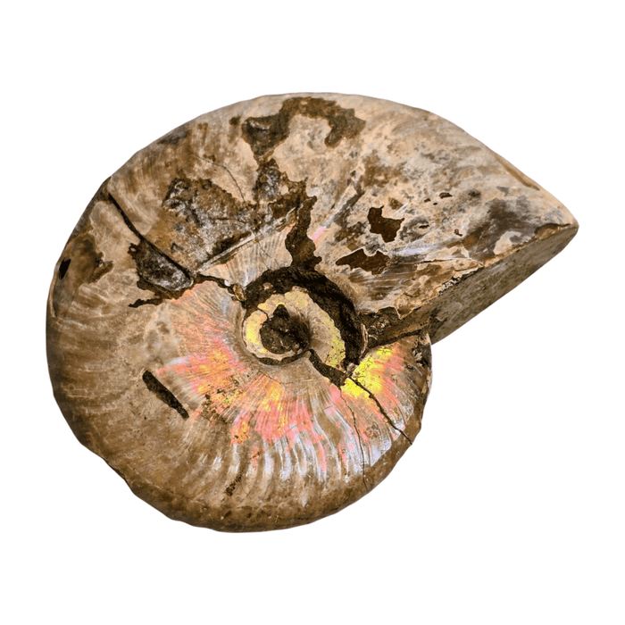 Pearlized Ammonite