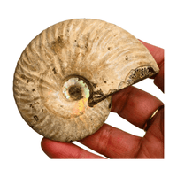 Pearlized Ammonite