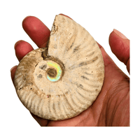 Pearlized Ammonite