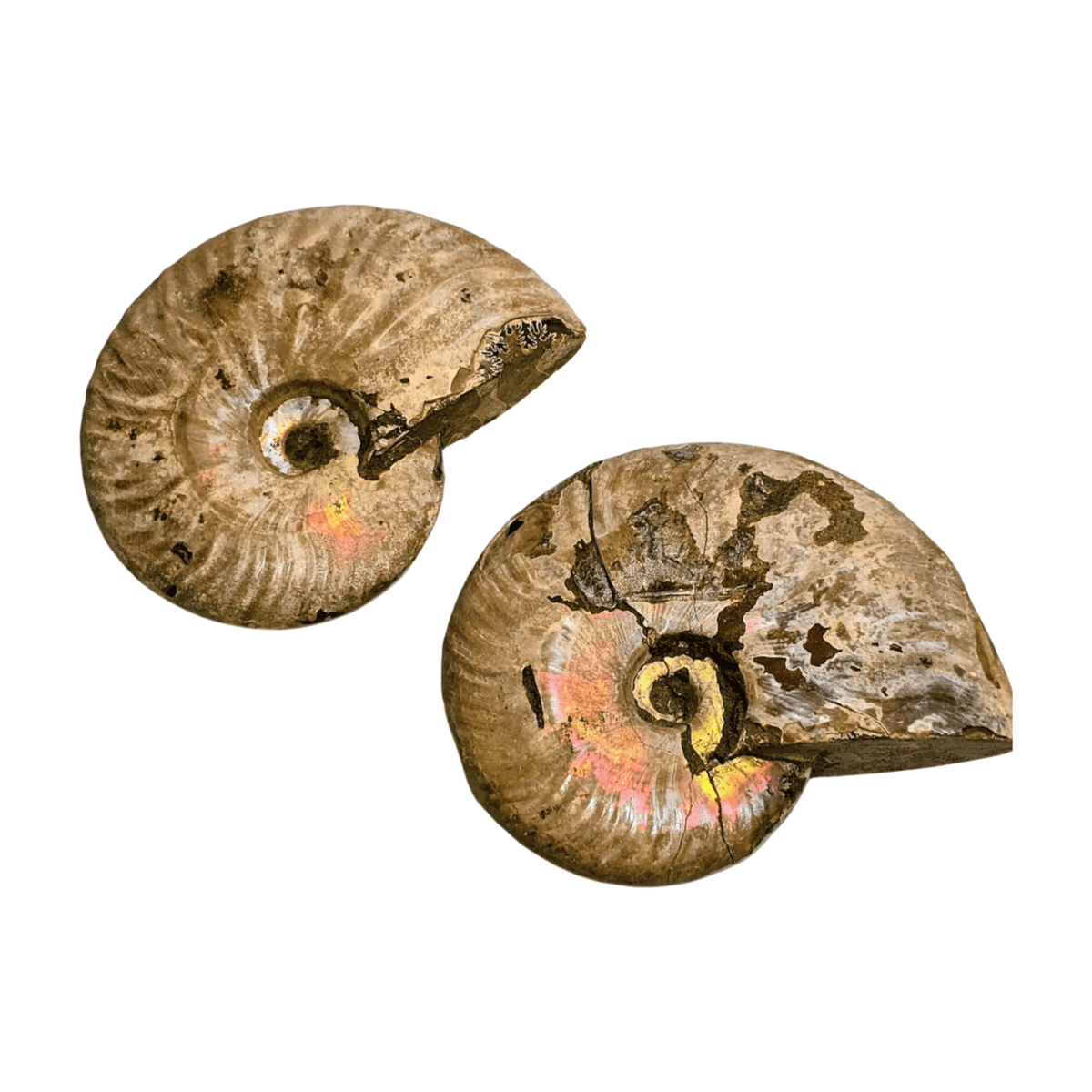 Pearlized Ammonite