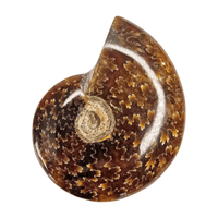 Ammonite Polished