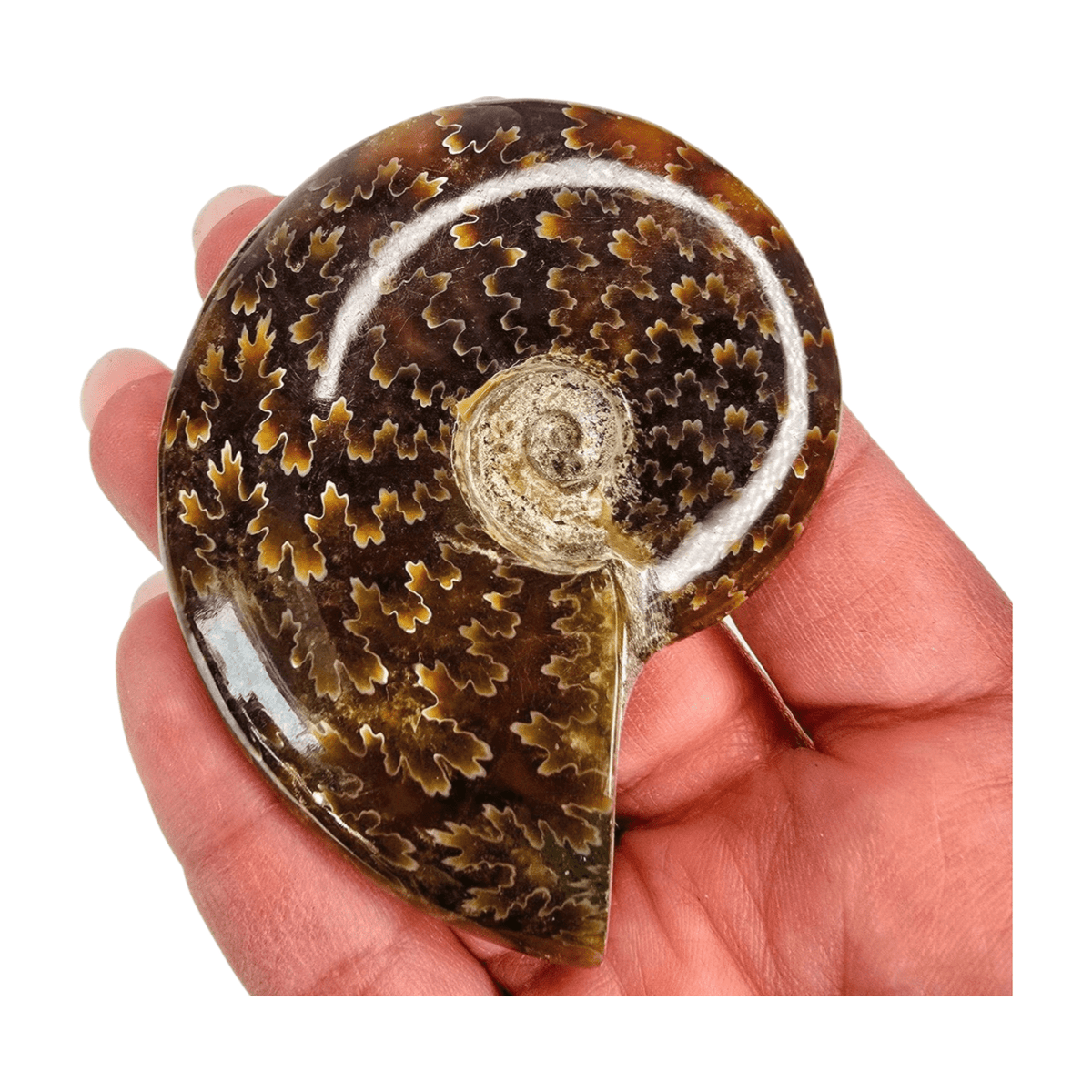 Ammonite Polished