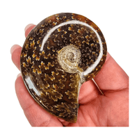 Ammonite Polished
