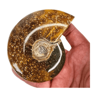 Ammonite Polished