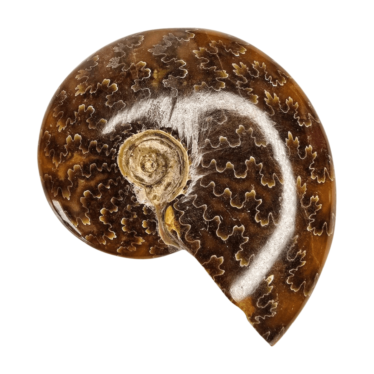 Ammonite Polished