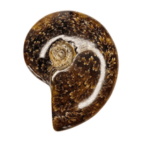 Ammonite Polished