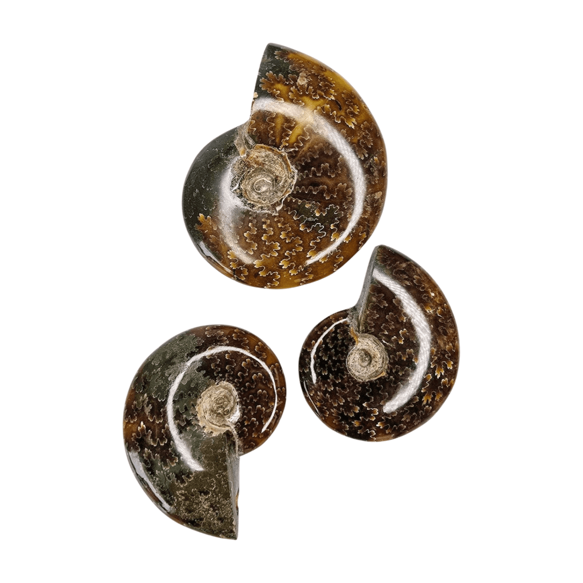 Ammonite Polished