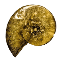 Ammonite with Yellow Calcite Inclusions