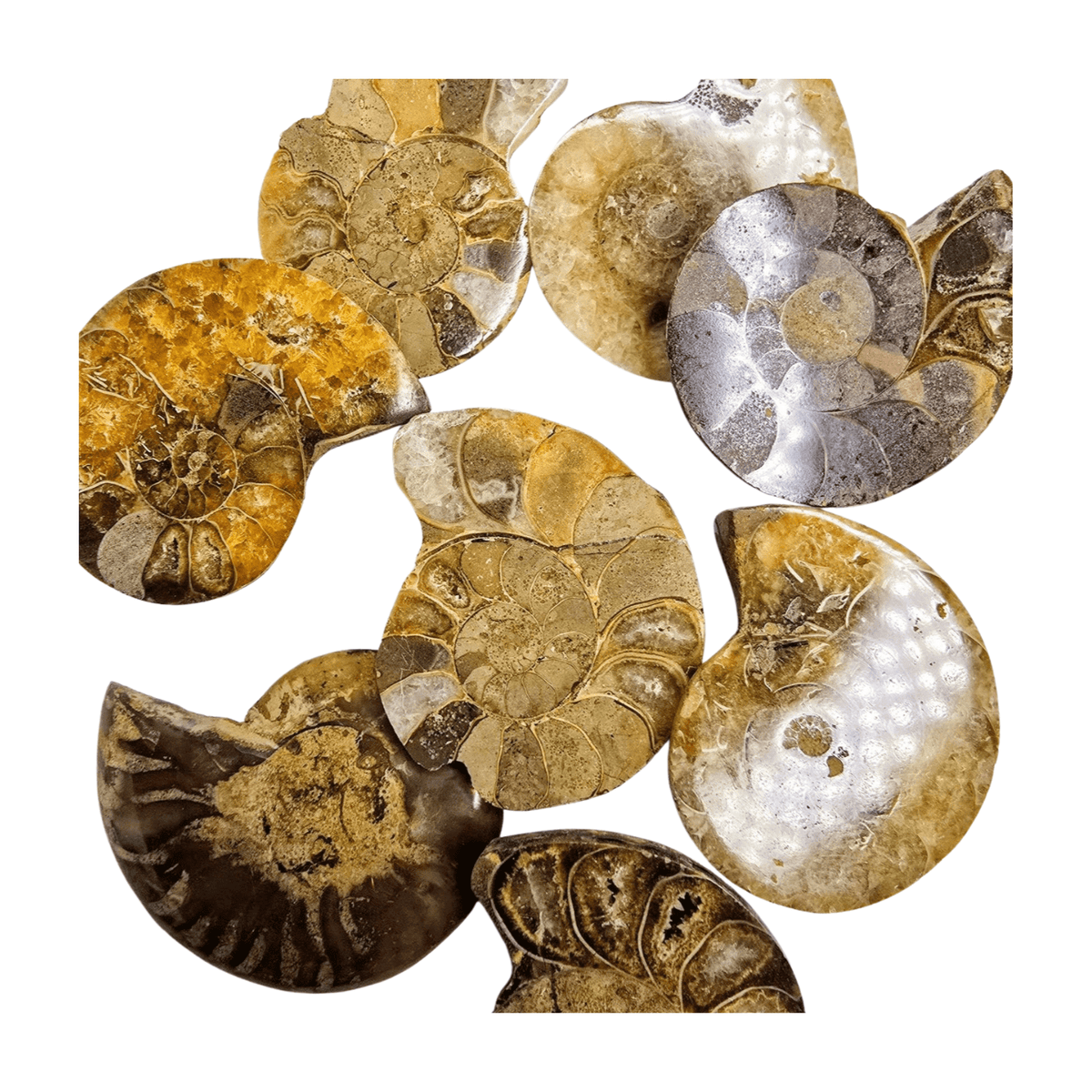 Ammonites - Creating Prosperity