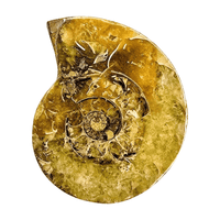 Ammonite - Part of Prosperity Bundle