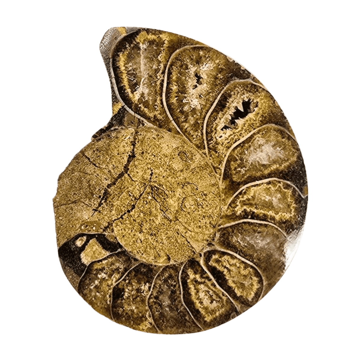 Various types of ammonites for prosperity