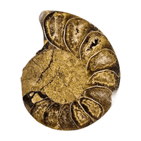 Various types of ammonites for prosperity