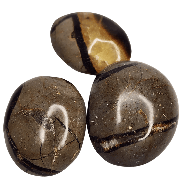 Septarian Palm