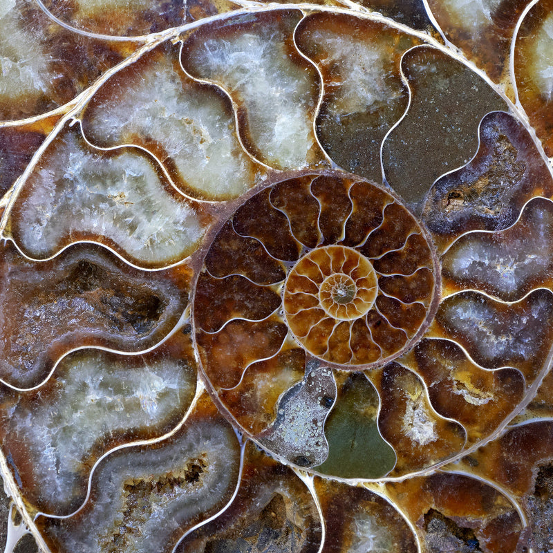 Ammonite