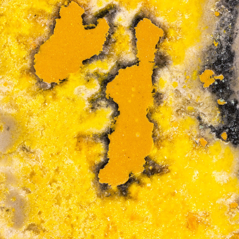 Bumblebee Jasper