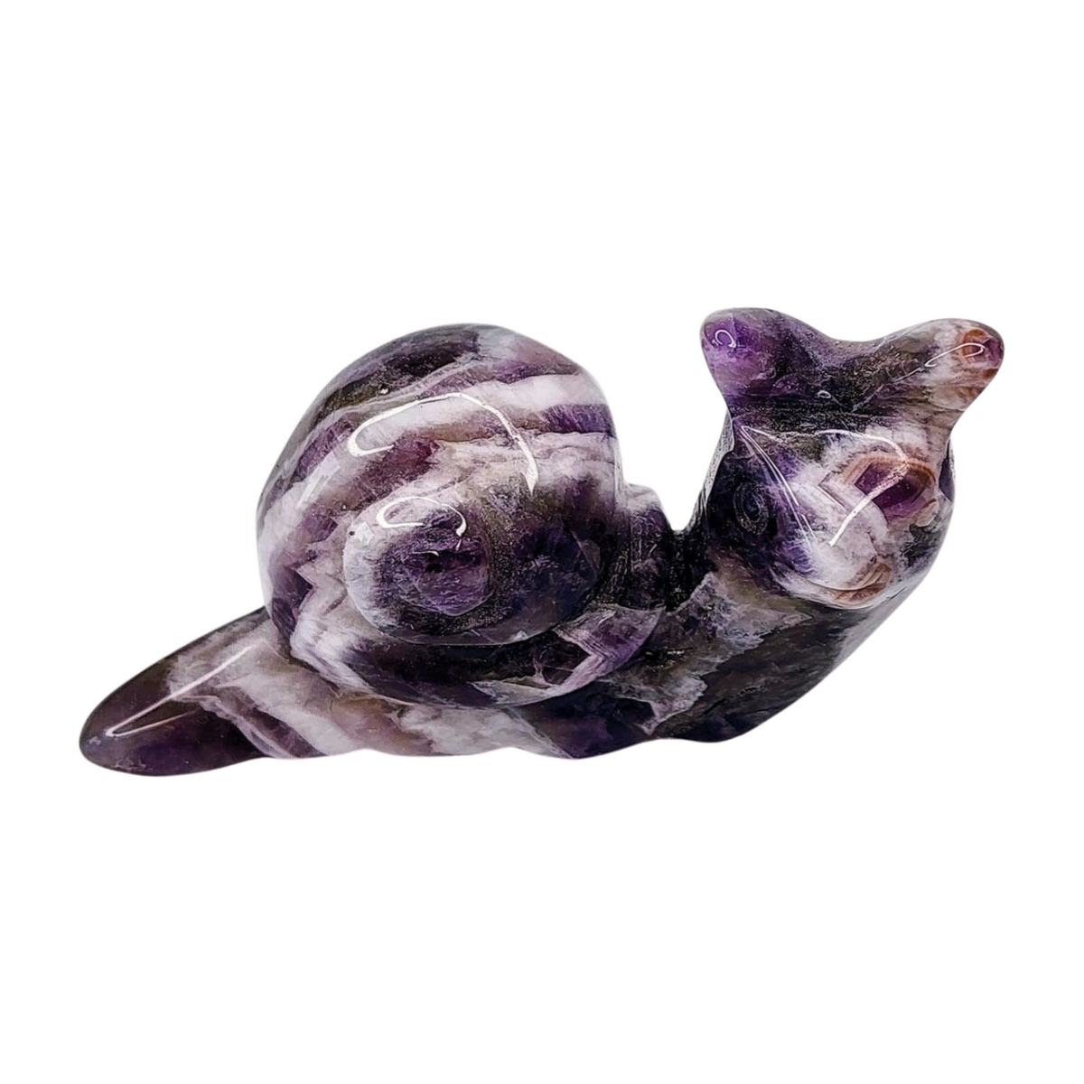 Chevron Amethyst Snail