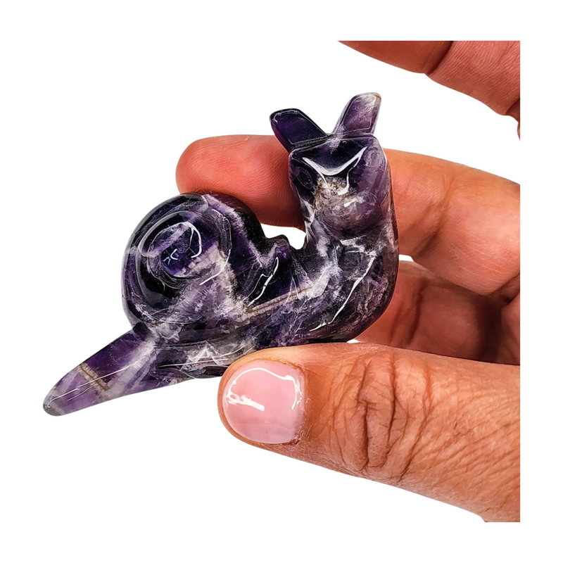 Chevron Amethyst Snail