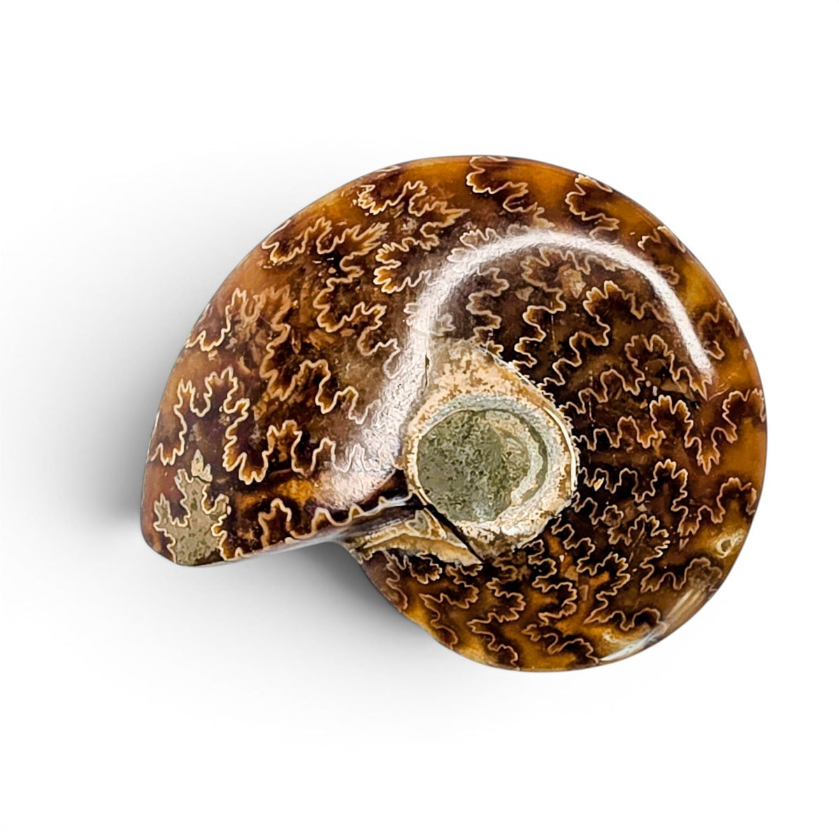 Polished Ammonite - Small