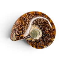 Polished Ammonite - Small