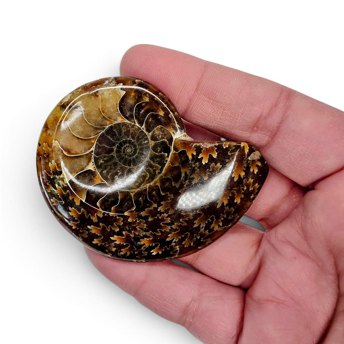 Polished Ammonite - Small