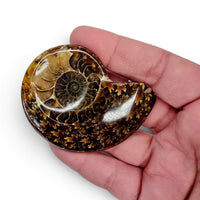Polished Ammonite - Small