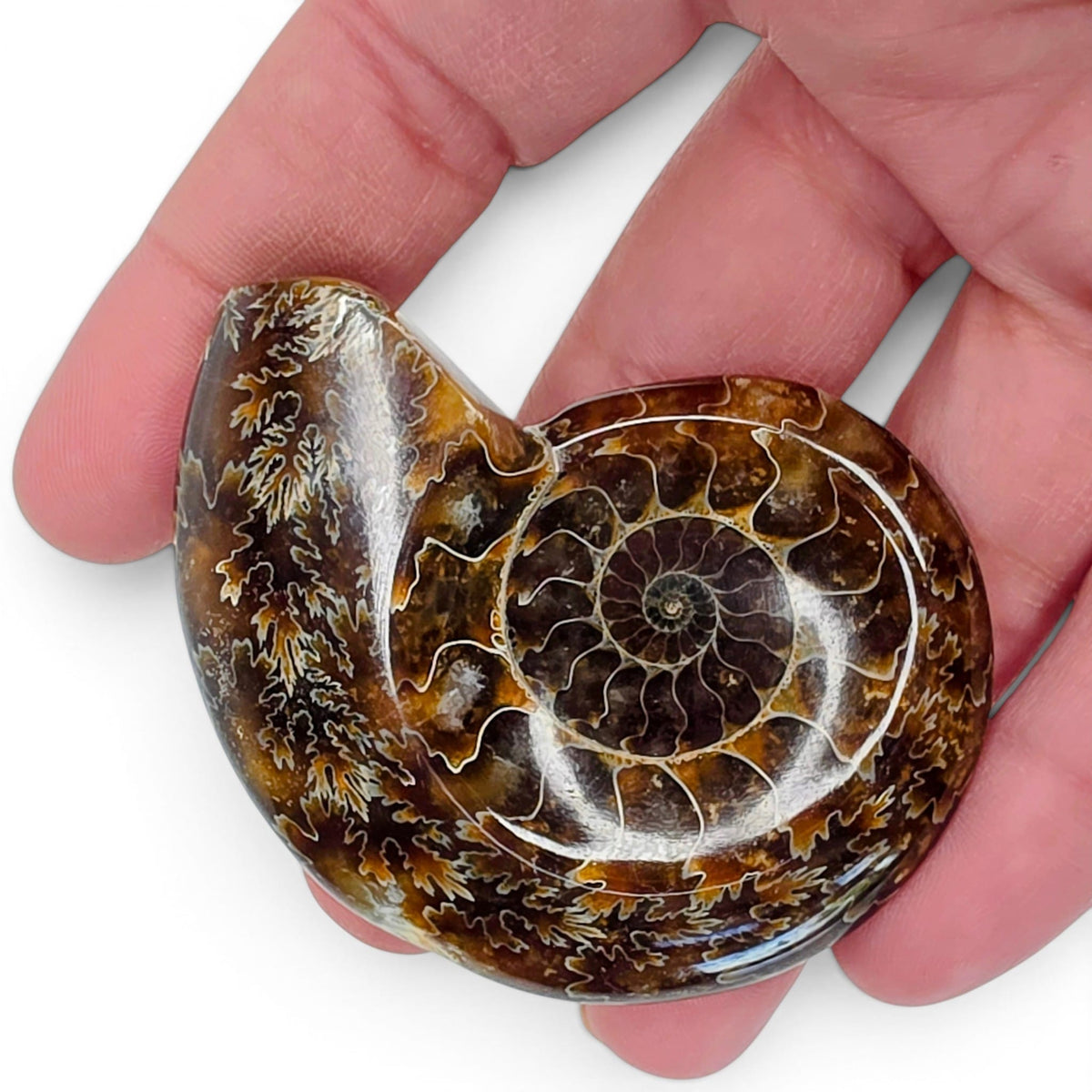 Polished Ammonite - Small