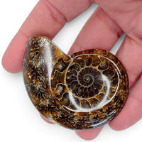 Polished Ammonite - Small