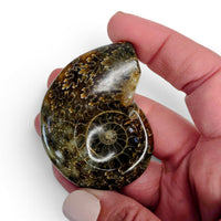 Polished Ammonite - Small