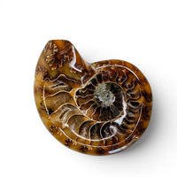 Polished Ammonite - Small