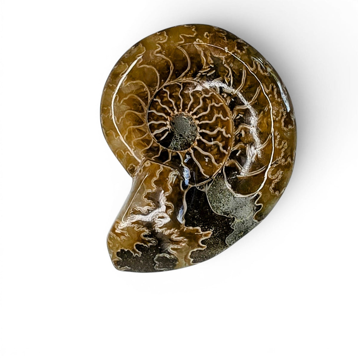 Polished Ammonite - Small