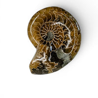 Polished Ammonite - Small