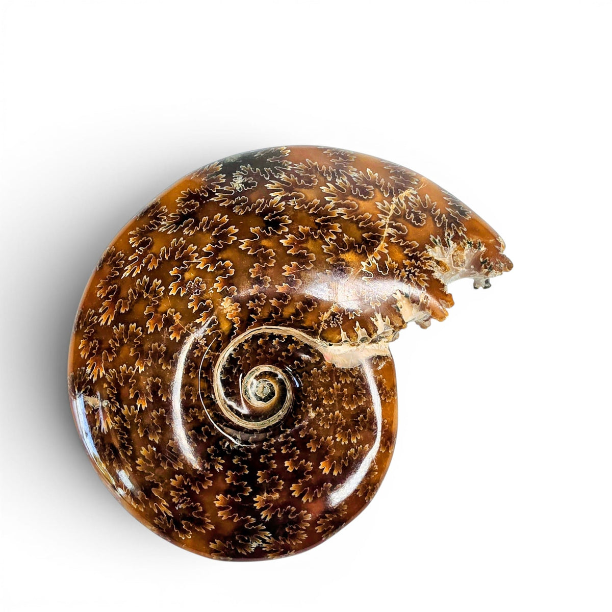 Ammonite Polished