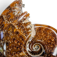 Ammonite Polished