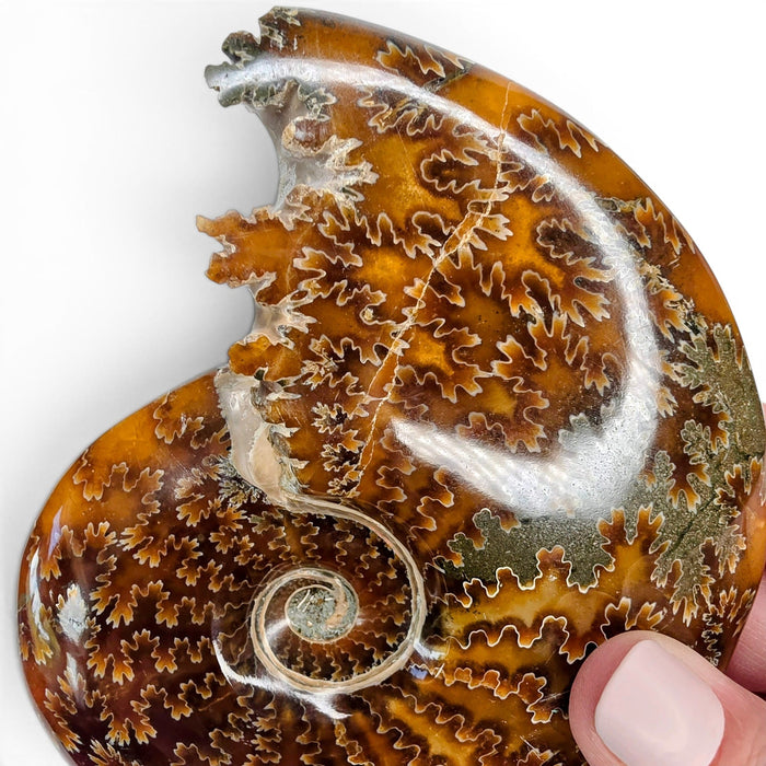 Ammonite Polished