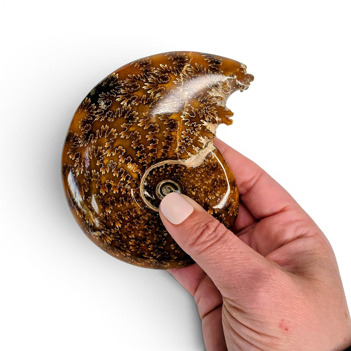 Ammonite Polished