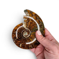 Ammonite Polished