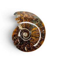 Ammonite Polished