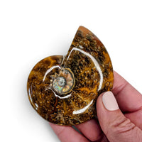 Ammonite Polished