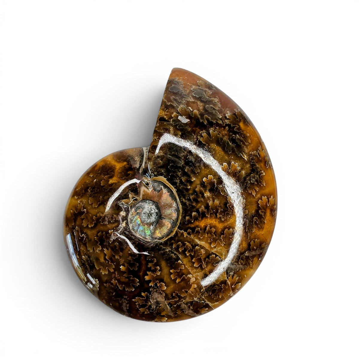 Ammonite Polished