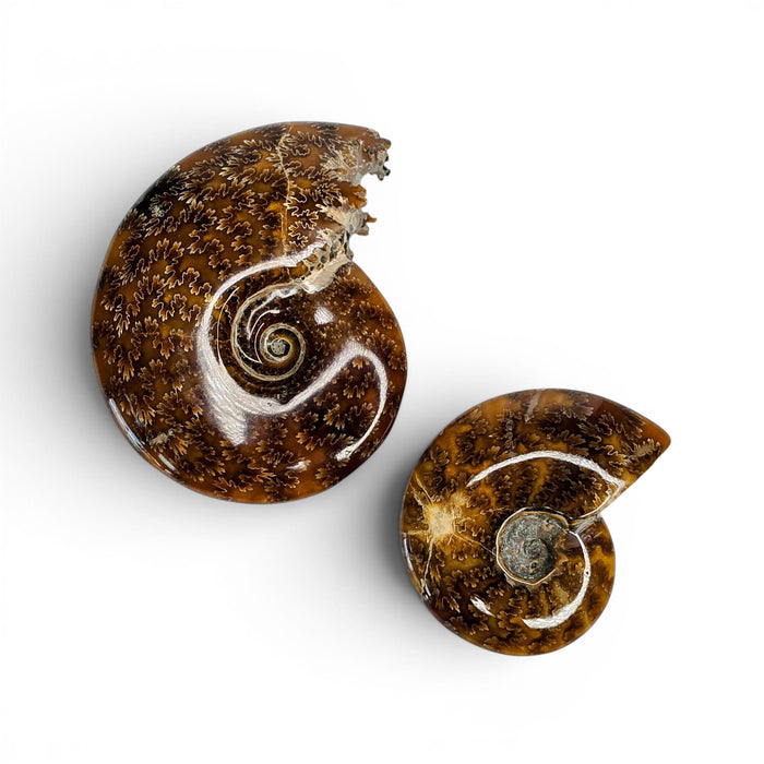 Ammonite Polished