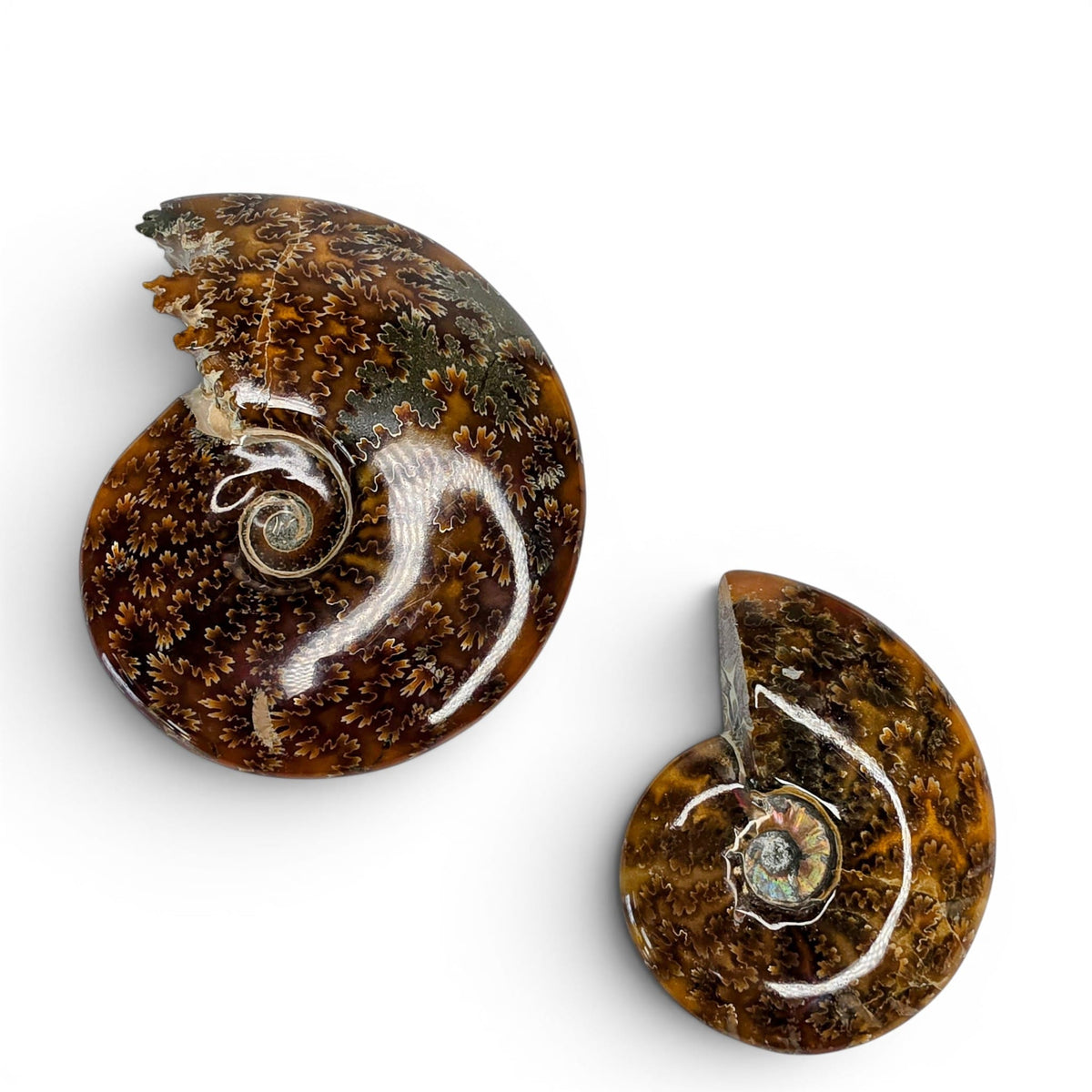 Ammonite Polished