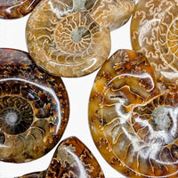 Polished Ammonite - Small