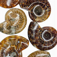 Polished Ammonite - Small