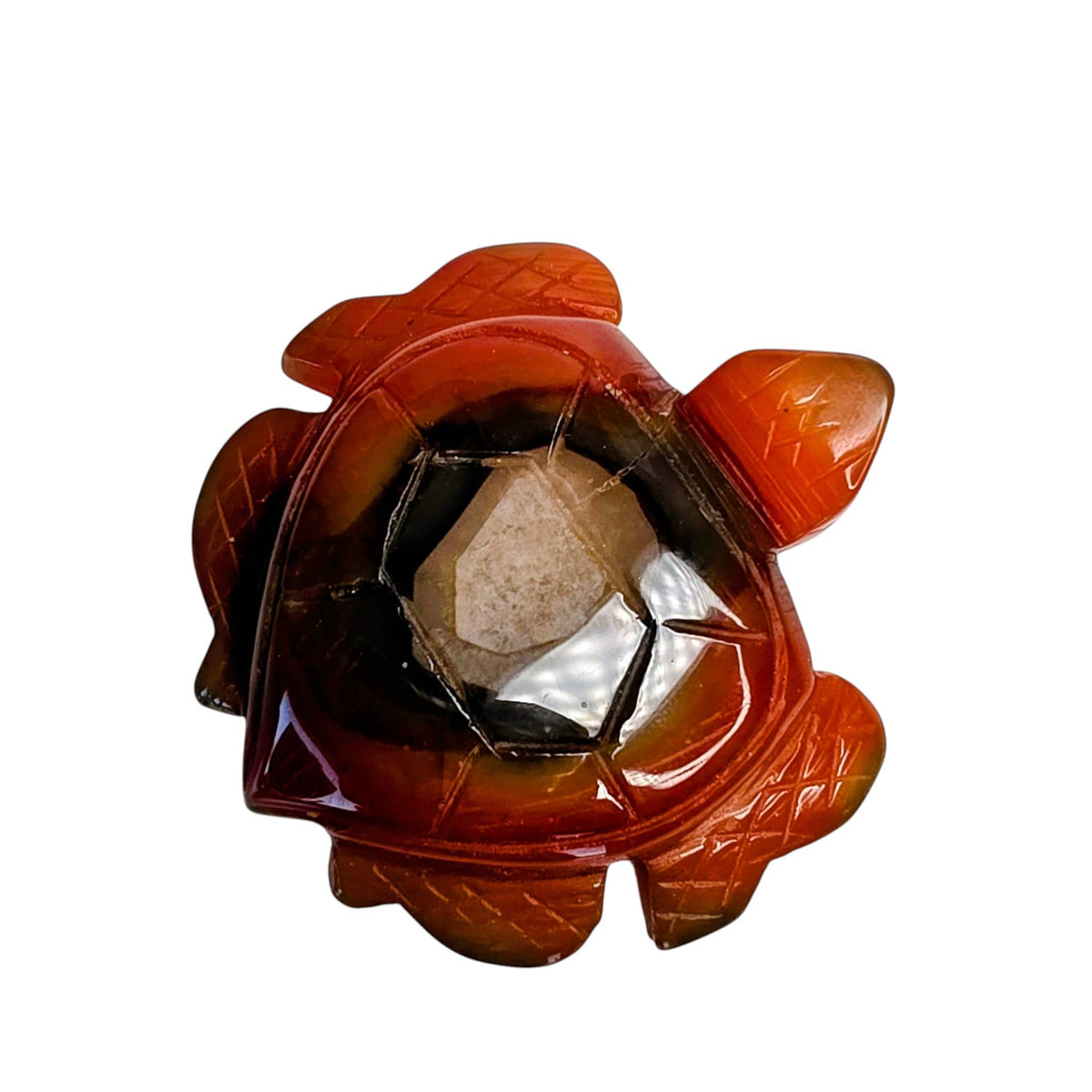 Carnelian Turtle