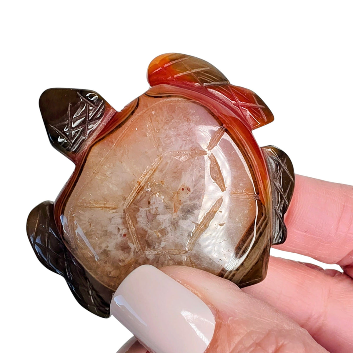 Carnelian Turtle